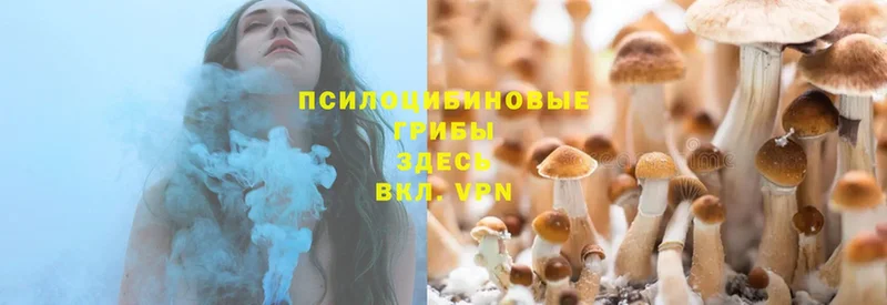 даркнет сайт  Оса  Галлюциногенные грибы Psilocybe 